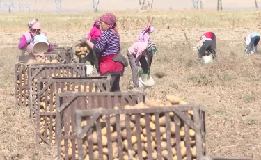 Техника тапшы: Жамбылдық диқандар өнімді қолмен теруге мәжбүр