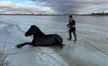 Құтқарушылар  2 жылқыны мұздан қауіпсіз аймаққа шығарды