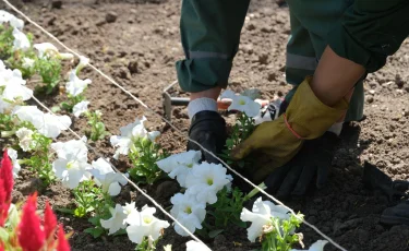 Көріктендіру және көгалдандыру жобаларын қаржыландыру қанша пайызға өсті