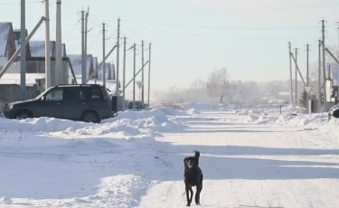 В СКО бродячие собаки держат в страхе целый населенный пункт